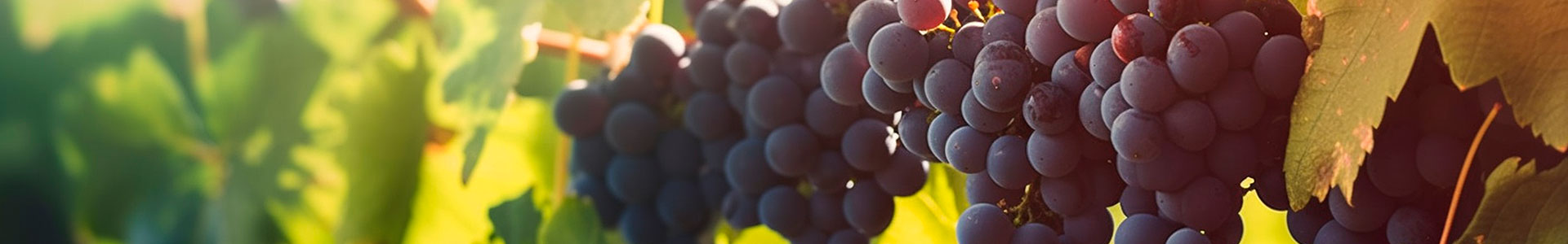 vini rossi italiani in vendita on-line